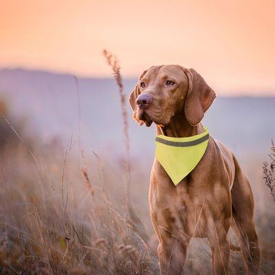 Collar bandana reflectante para perros