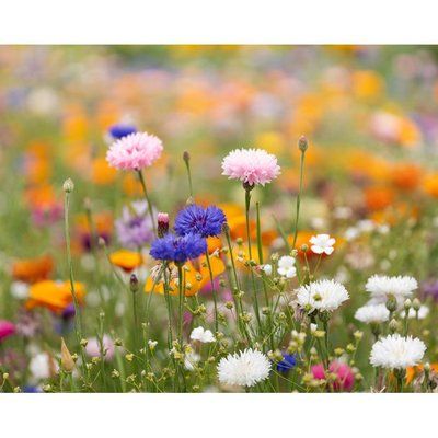 Hoja A5 Reciclada con Semillas de Flores