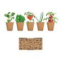 Kit Cultivo Verduras UE Beige