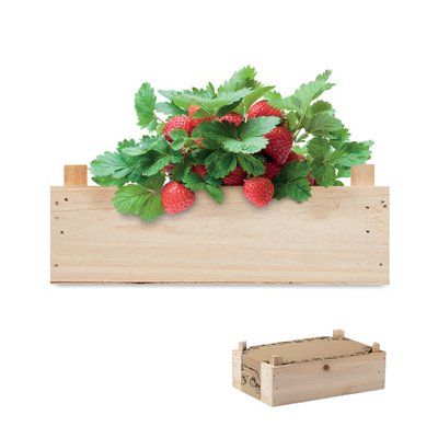 Kit Cultivo Fresas en Caja Madera Marrón