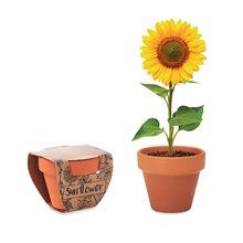 Maceta Terracota con Semillas Girasol Madera