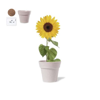 Maceta Biodegradable Semillas Girasol