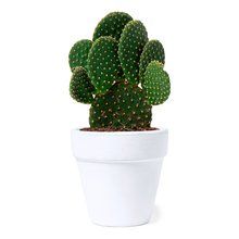 Producto Maceta Terracota con Semillas de Cactus