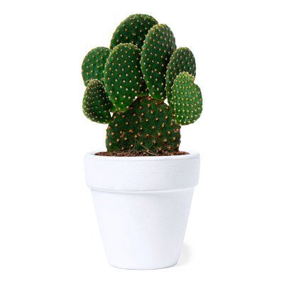 Producto Maceta Terracota con Semillas de Cactus